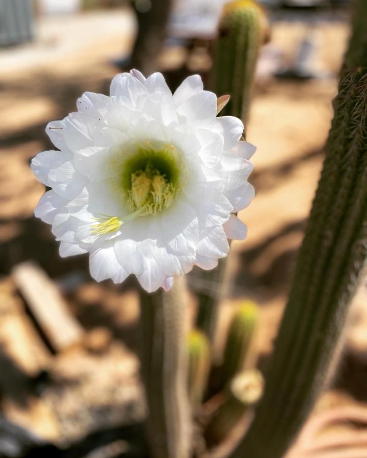 Ecovino فالي دي جوادالوبي المظهر الخارجي الصورة